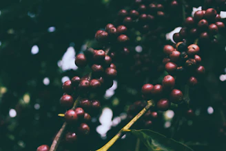 Close-up of ripe Guatemalan coffee cherries hanging on a branch in bright sunlight