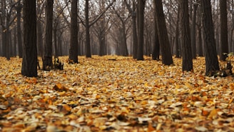 landscape of bald trees