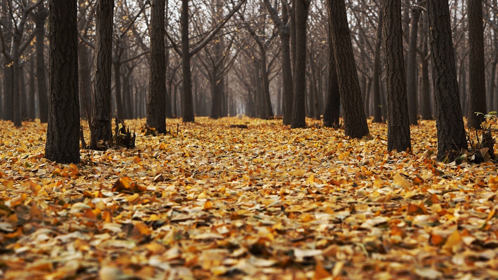 landscape of bald trees