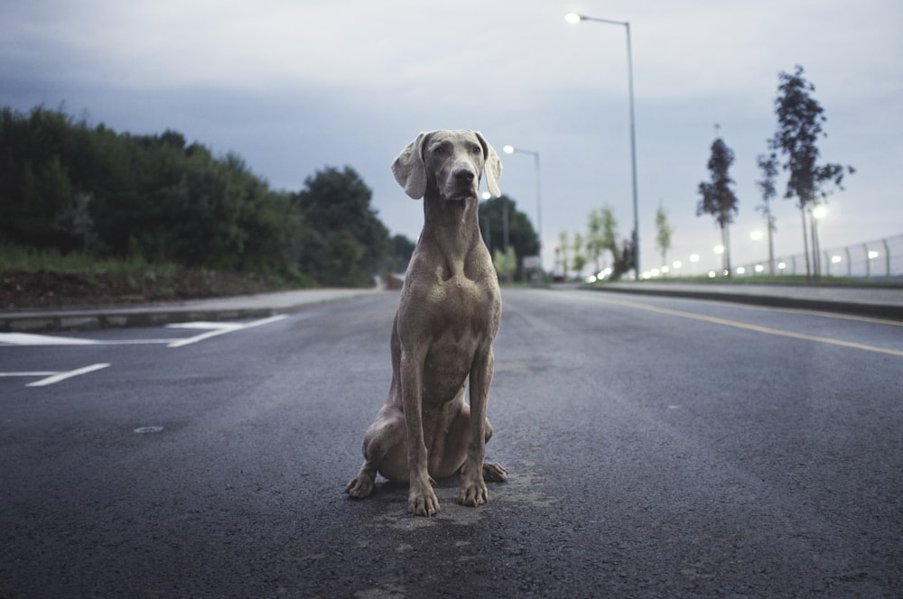 Cão Weimaraner marrom dos homens na estrada de asfalto cinza