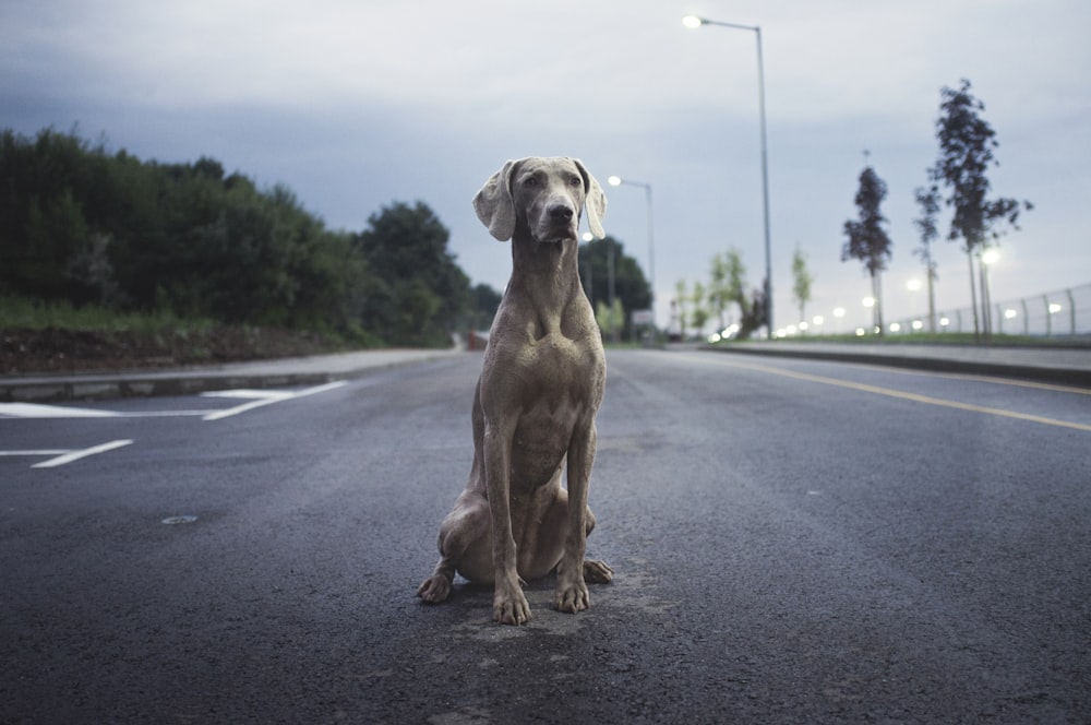 Cane Weimaraner marrone da uomo su strada asfaltata grigia