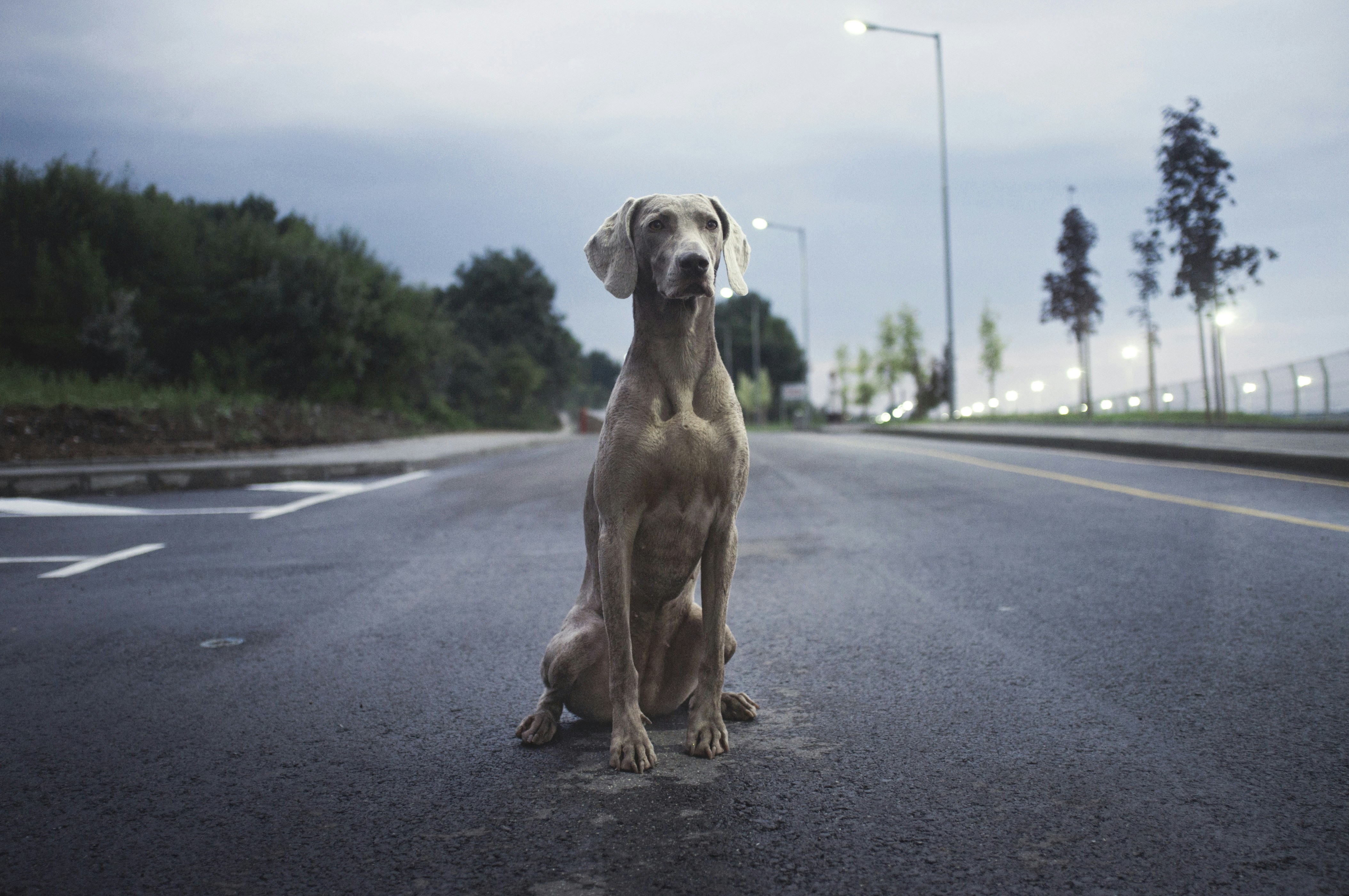 Vigilant Weimaraner dog