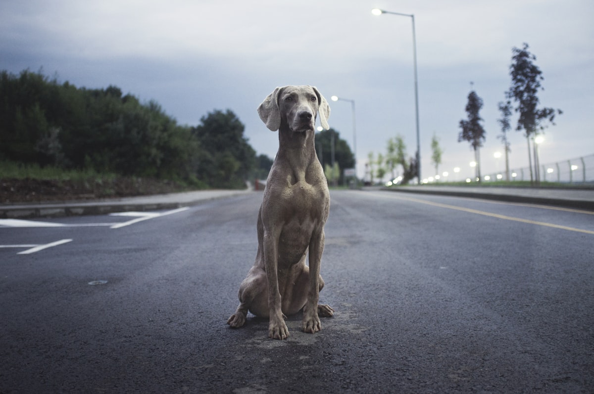 Brown Weimaraner dog standing on hot gray asphalt road in summer sun