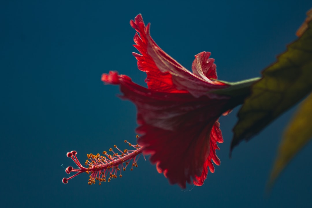 A single red flower up close.