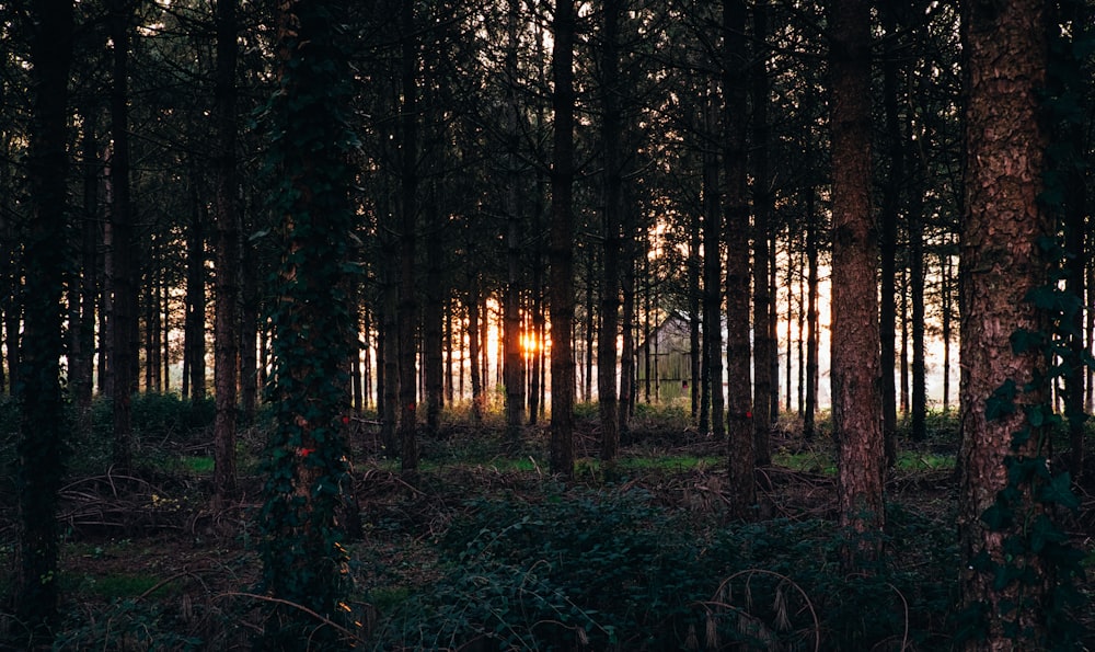 생각 나무를 지나가는 햇빛과 함께 숲의 전망 사진