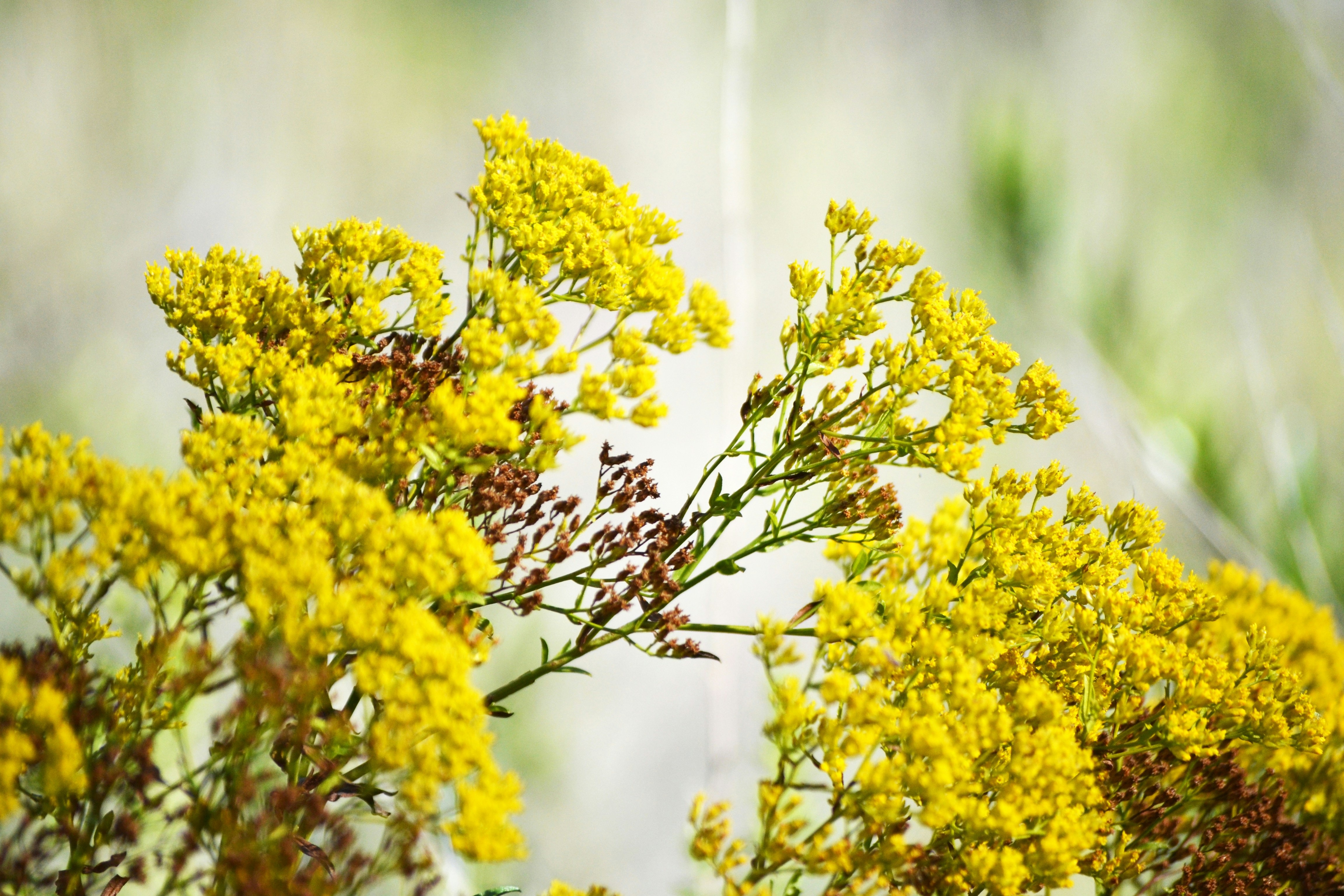 Free Unsplash photo from Jacquelin Linares