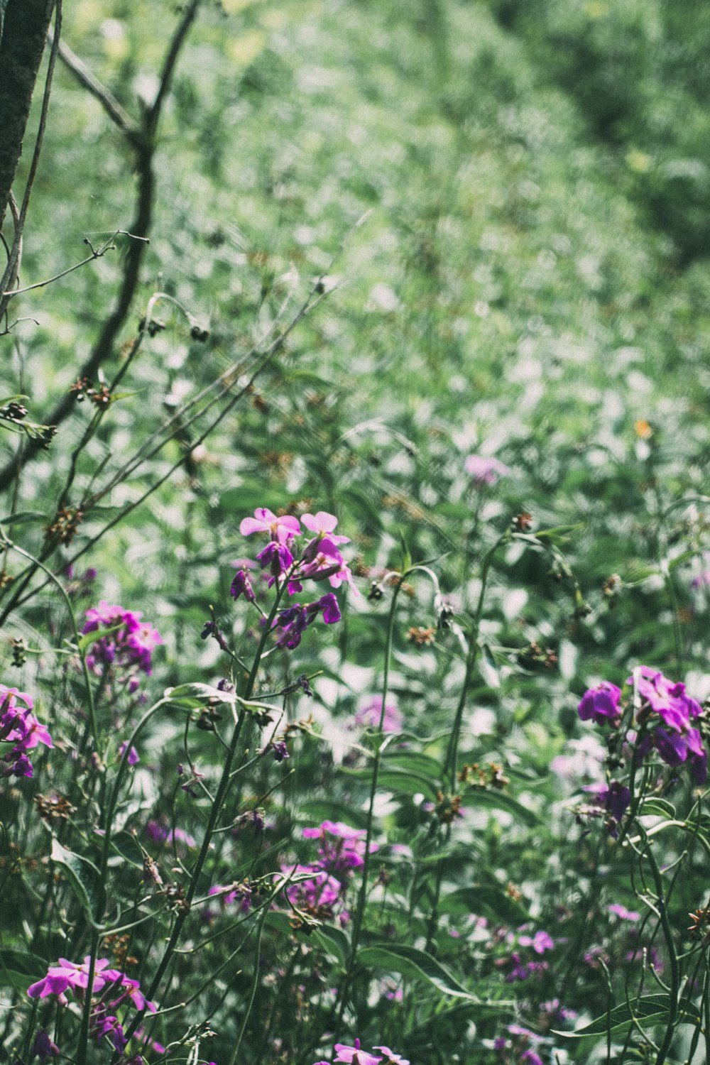 Lila Blüten auf braunem Ast tagsüber