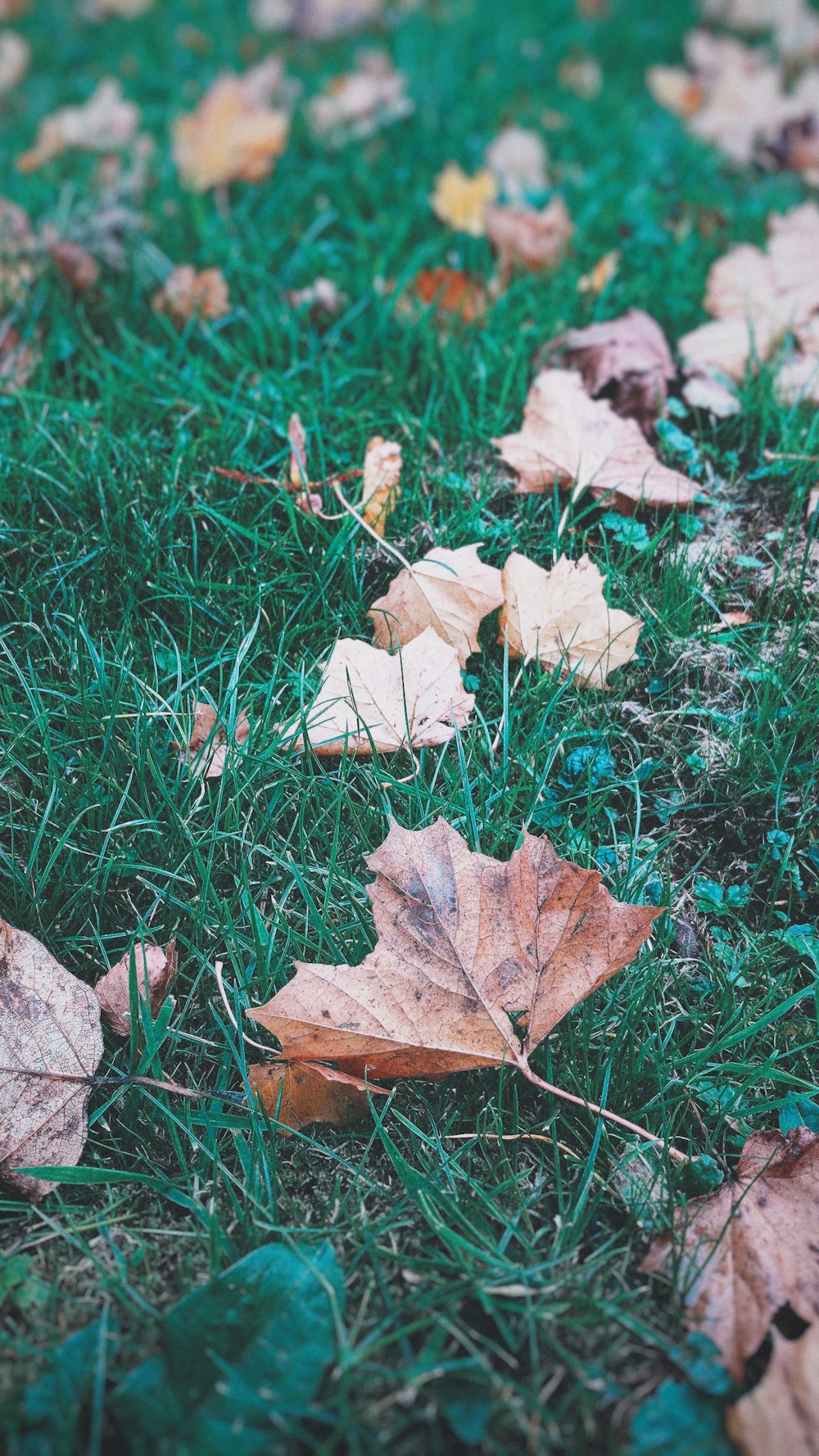 Many leaves sitting in the grass.