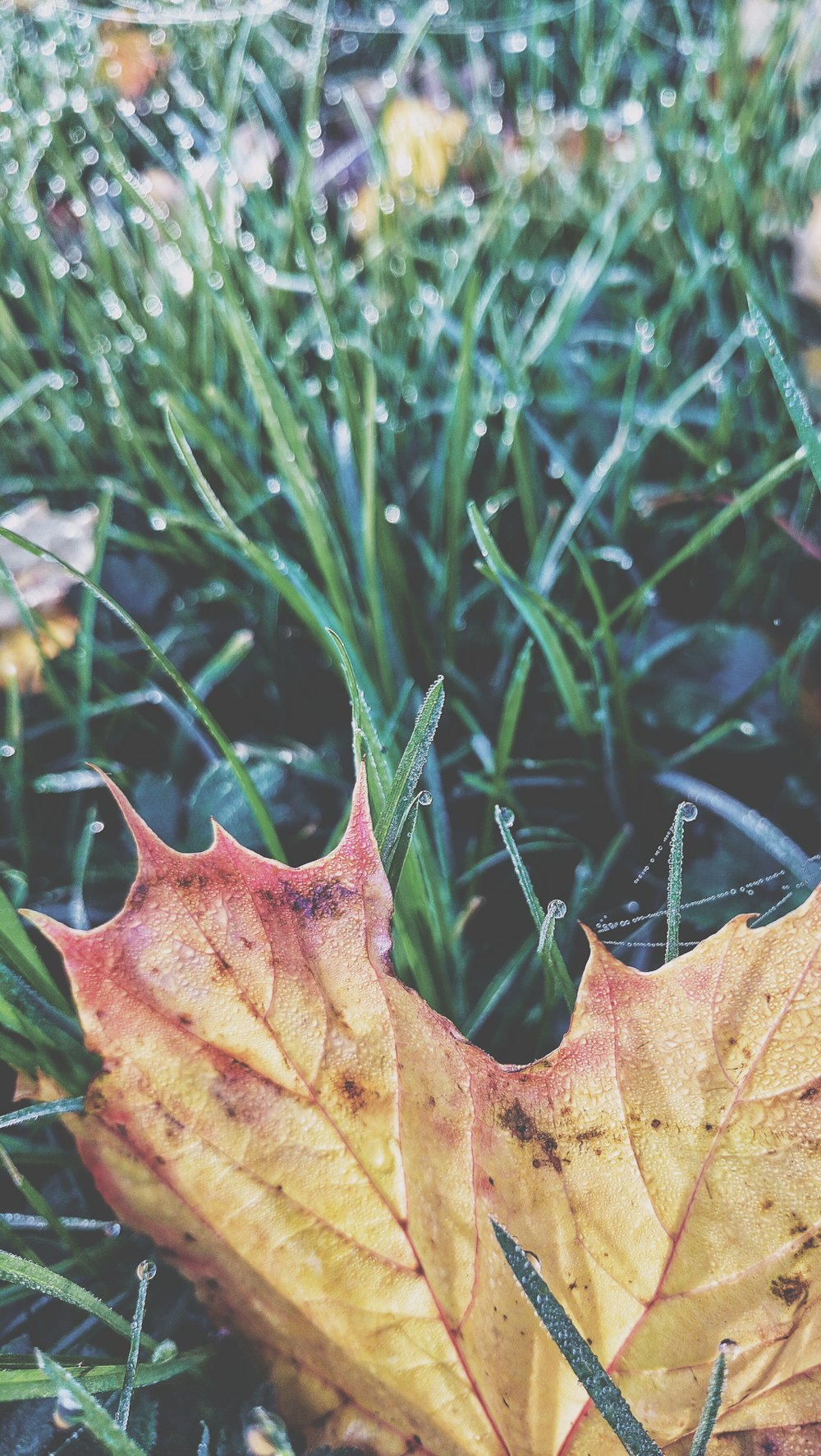 A large dried orange leaf in the grass.