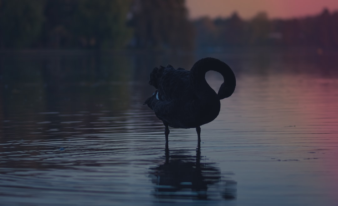 black duck on body of water