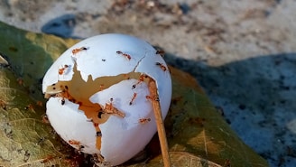 A cracked white egg is surrounded by several small ants on a large green leaf. The egg has a significant crack and some liquid substance is visible oozing out.