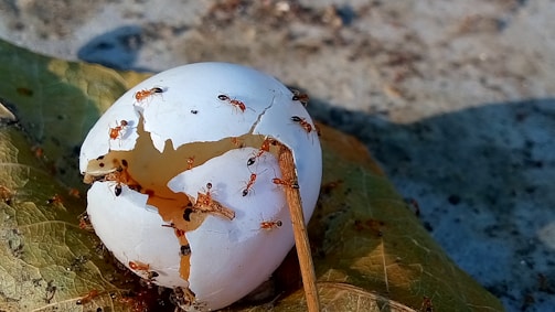 A cracked white egg is surrounded by several small ants on a large green leaf. The egg has a significant crack and some liquid substance is visible oozing out.