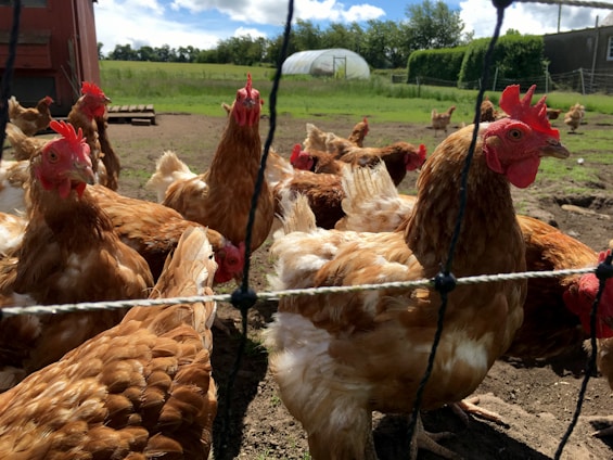 A rustic poultry farm with healthy laying hens and feeding equipment under a bright sky.