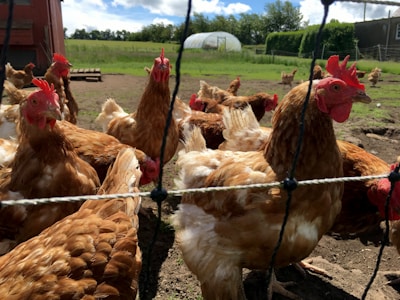 A group of brown hens is gathered in an outdoor enclosure. The enclosure is made of wire mesh, and the hens appear healthy with red combs on their heads. The background features a grassy field and a few scattered trees under a blue sky with clouds. A greenhouse can be seen in the distance.