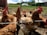 A close-up of healthy hens in a spacious farm environment.