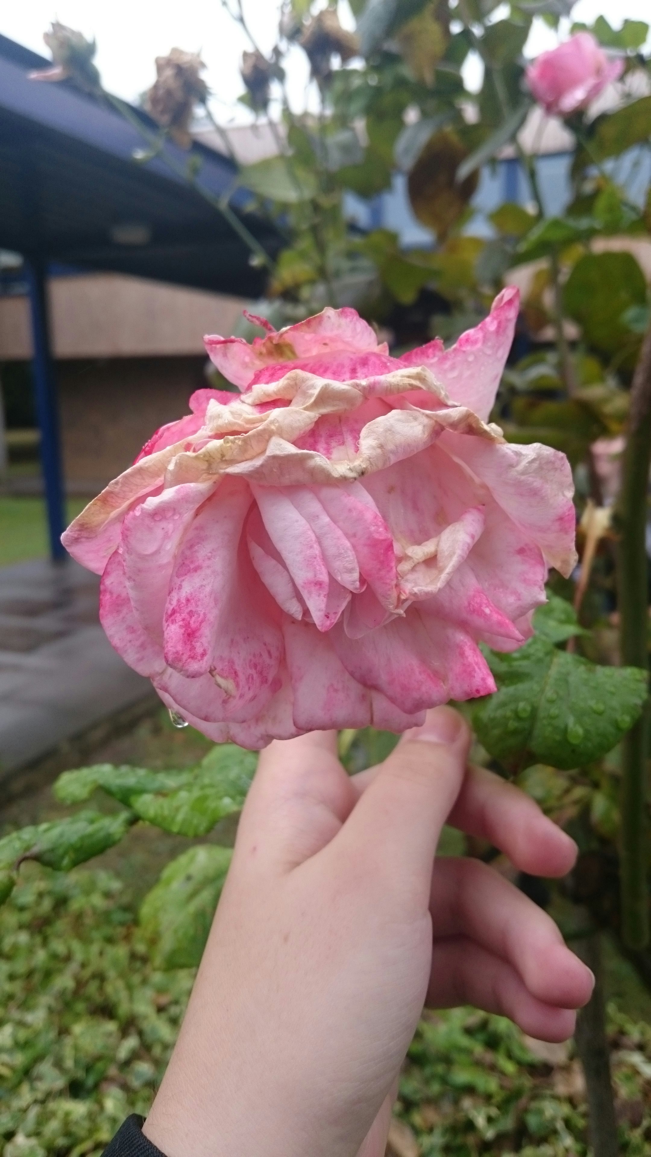 Free Unsplash photo from Nataliya Klymko