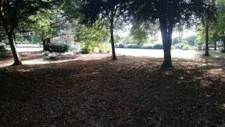 A peaceful park scene with sunlight filtering through trees, perfect for inspiration.