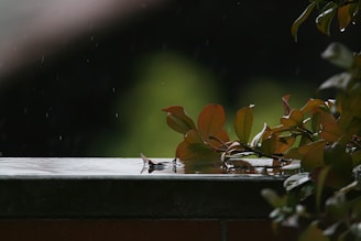 Close-up of raindrops falling on lush green leaves creating a calming atmosphere.