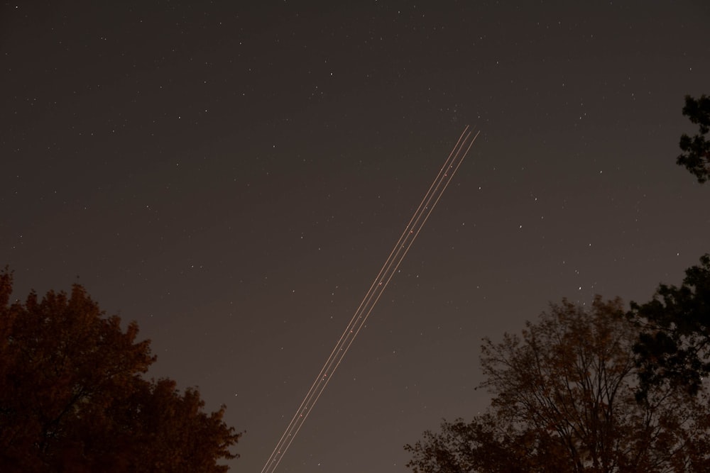 夜の青空に映える緑の木々