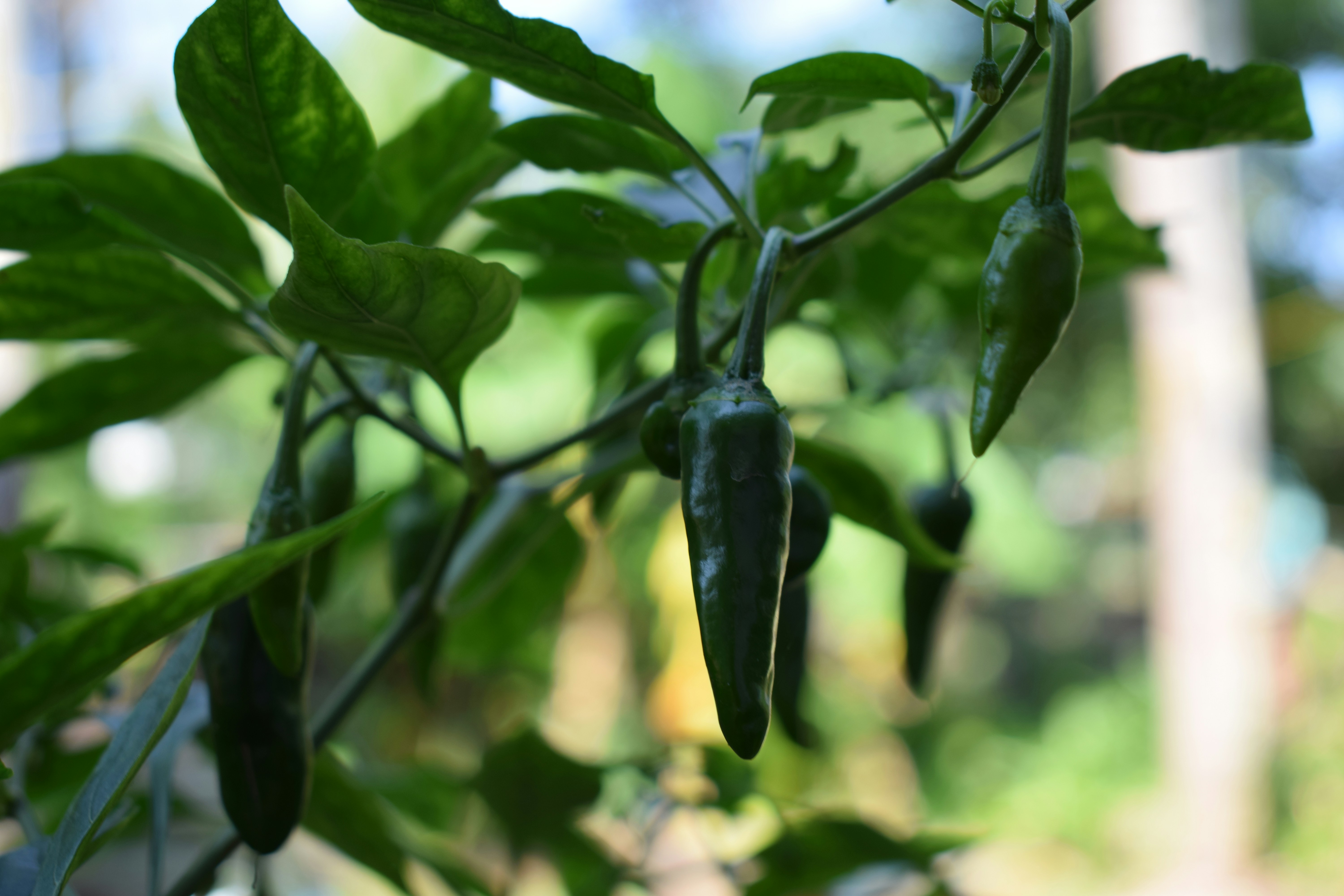 Free Unsplash photo from Shafkathullah Ihsan