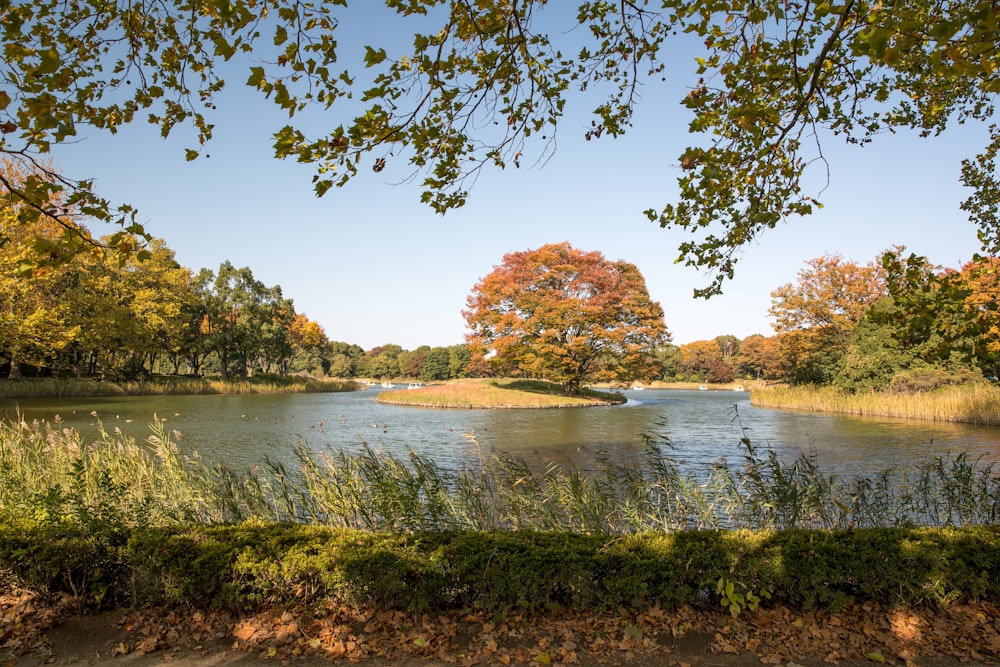 river beside trees