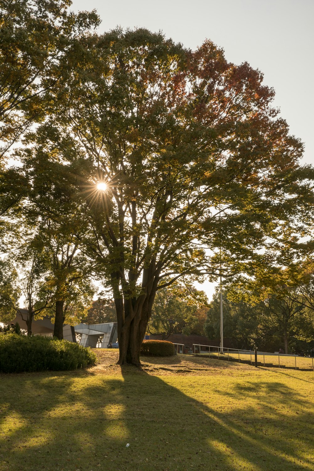 low angle photo of trees