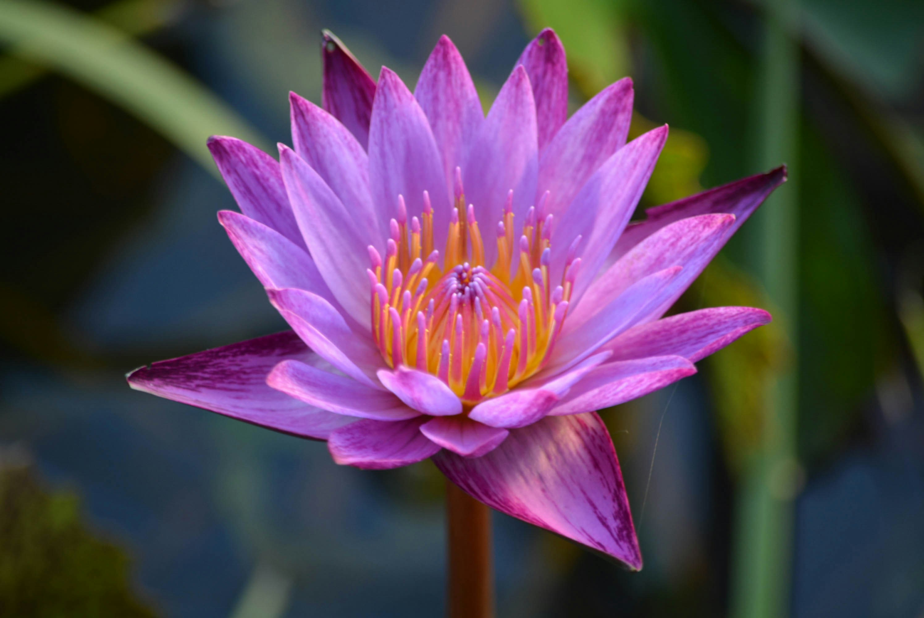 Free Unsplash photo from Kong Ruksiamza