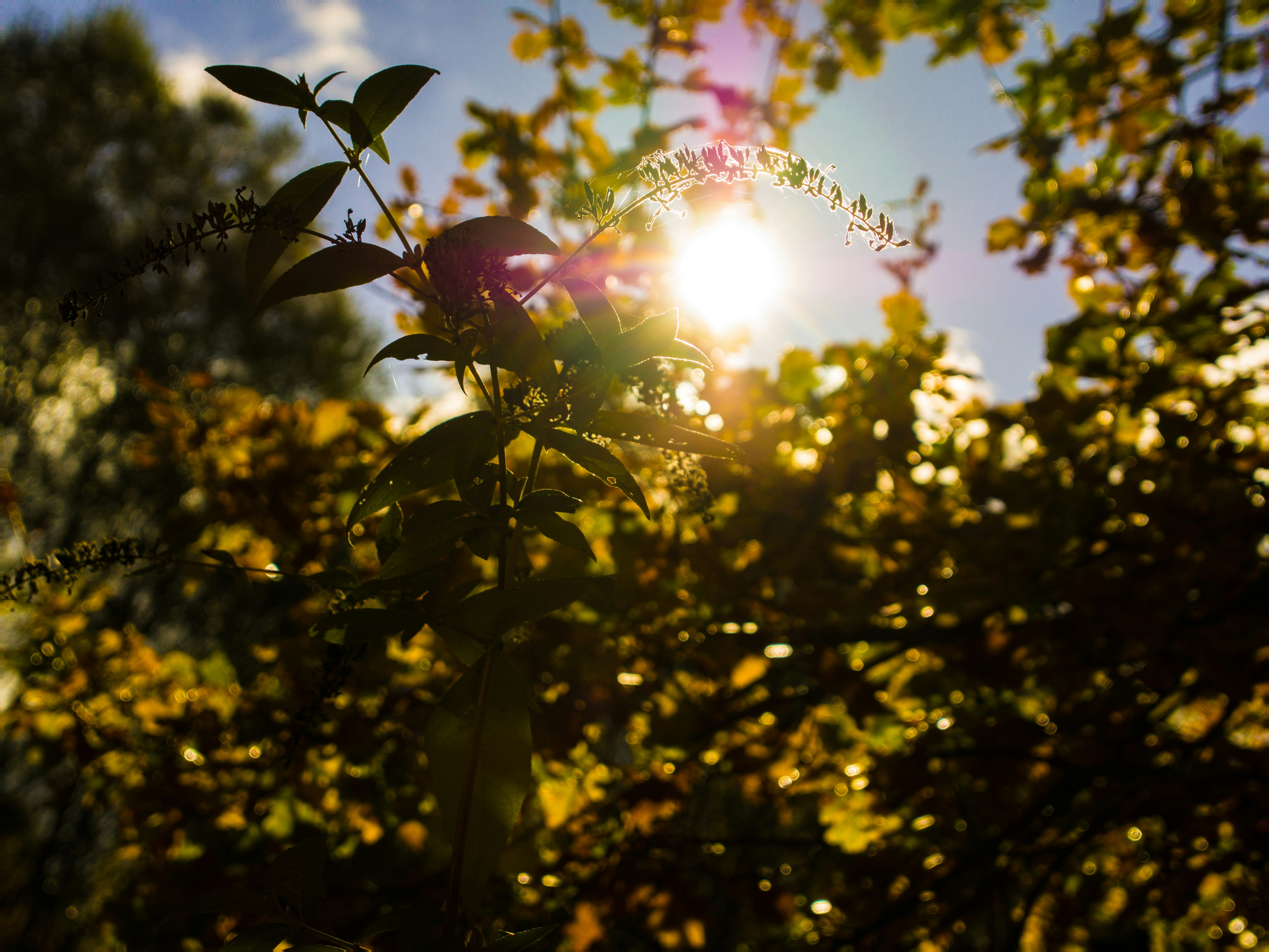 selective focus photography of green and brown tree