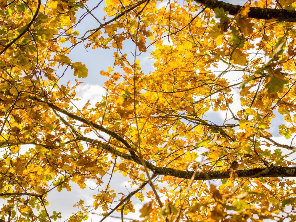 yellow-leafed trees under white clouds