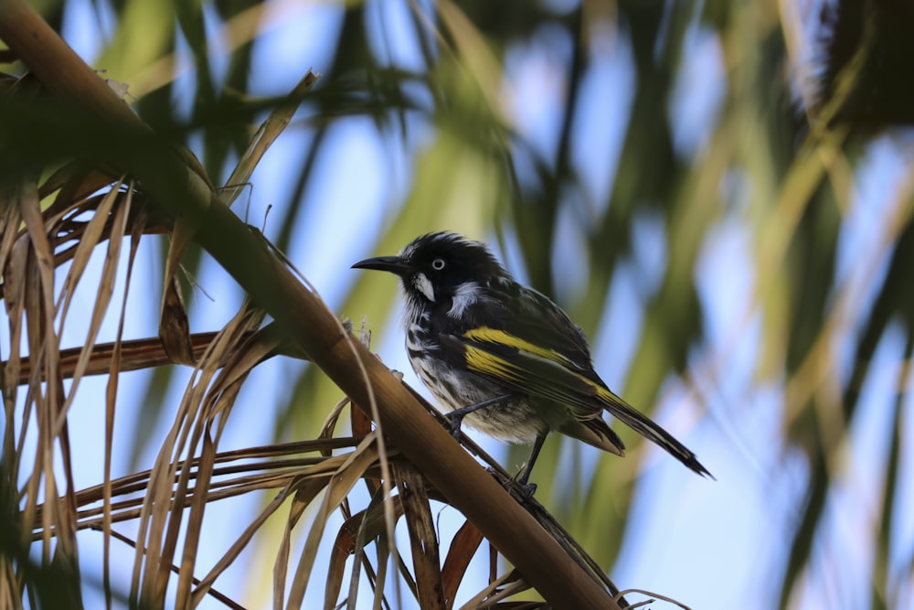 oiseau noir et jaune assis sur une branche d’arbre brune