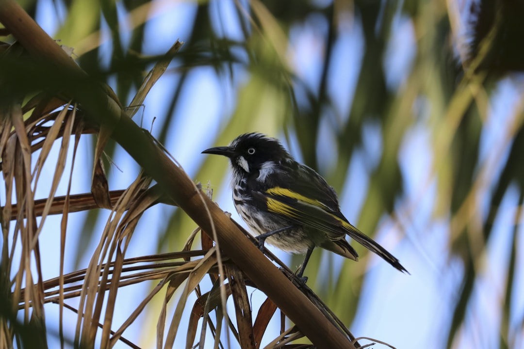 Wildlife photo spot Adelaide Cleland Conservation Park