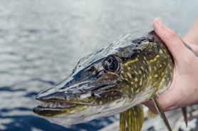 A hand is holding a large fish with a long tapering head, glossy skin with mottled patterns of green and yellow, and an open mouth displaying sharp teeth. The background features a body of water with gentle ripples.