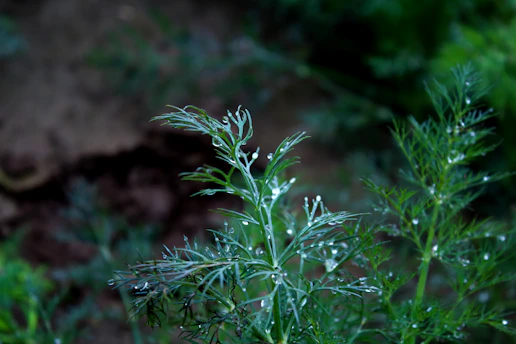 A serene green leaf with morning dew, symbolizing natural wellness.