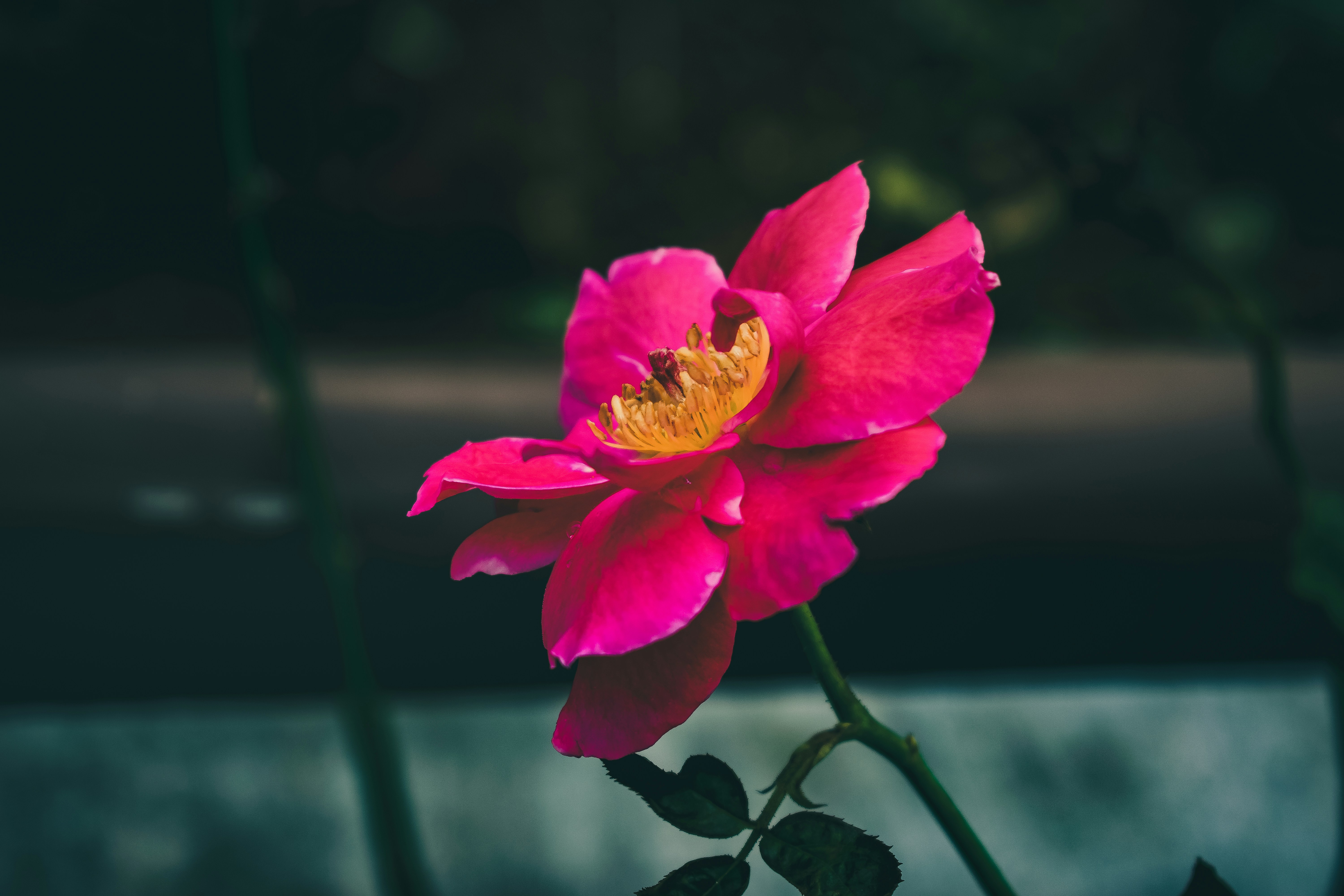 Free Unsplash photo from Bhushan Sadani