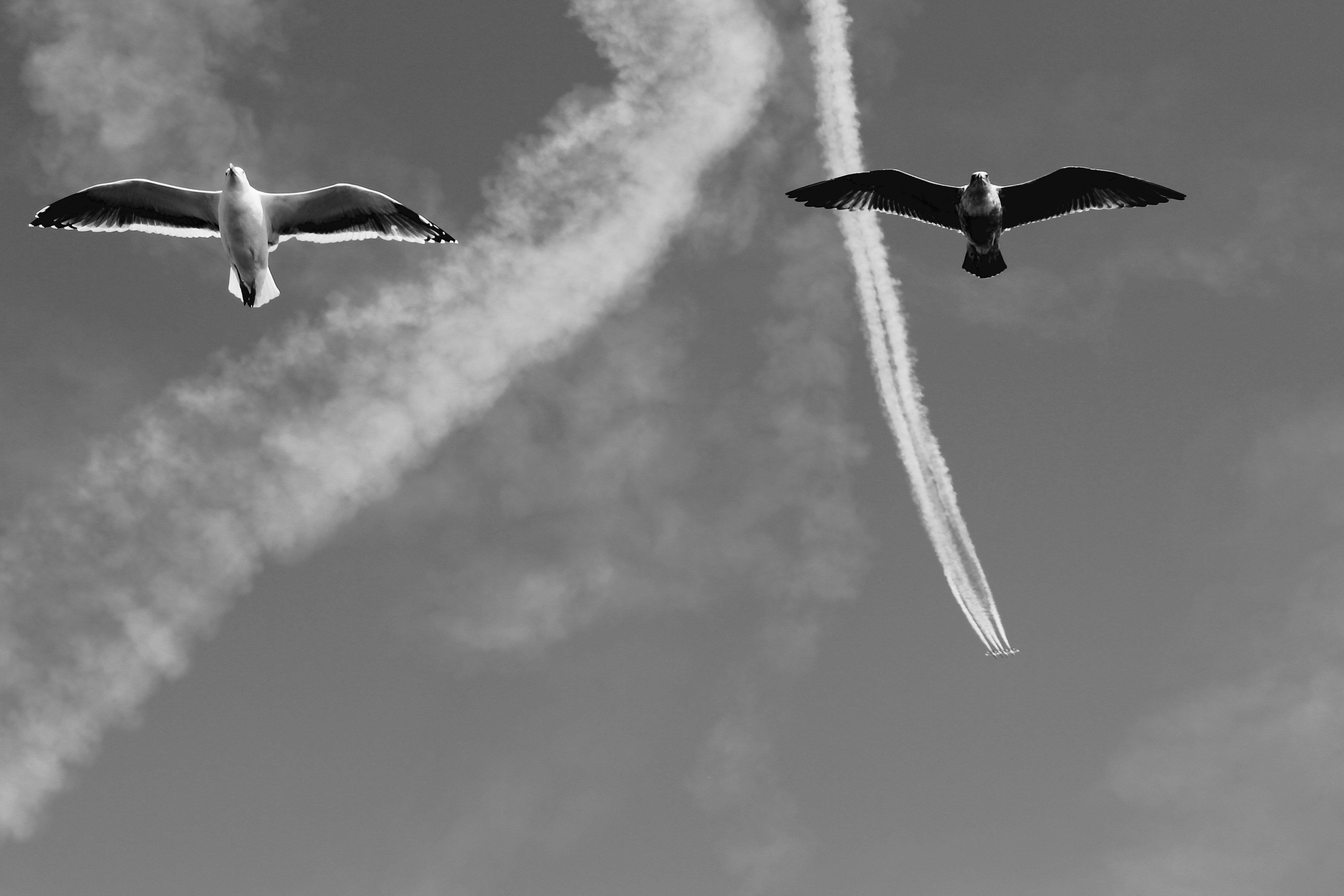 Free Unsplash photo from Joe Stitzlein