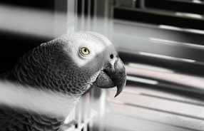 A gray parrot with intricate feather patterns is in focus, partially illuminated by soft, filtered light through blinds.