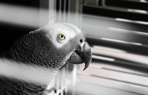 A gray parrot with intricate feather patterns is in focus, partially illuminated by soft, filtered light through blinds.