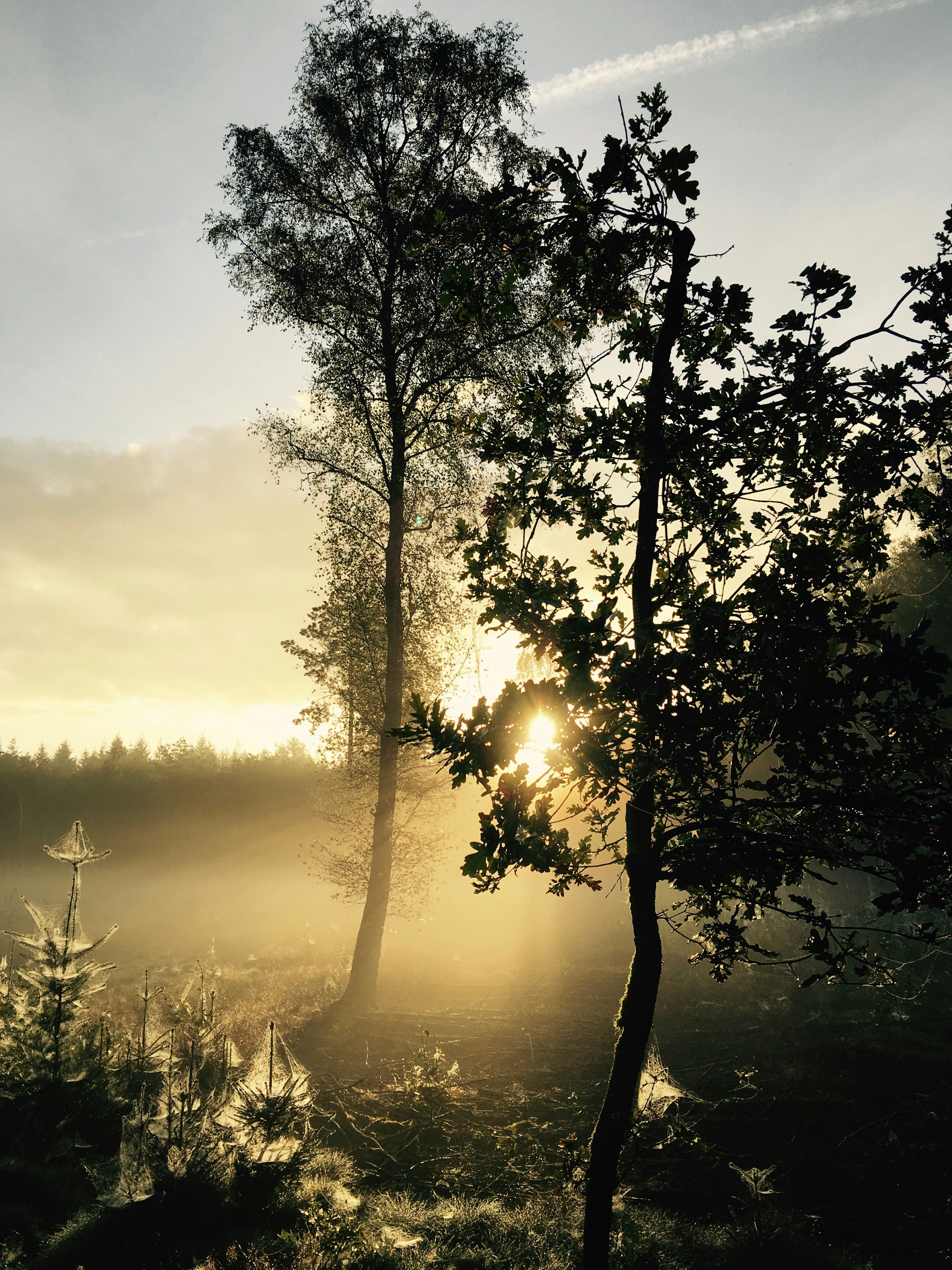 Free Unsplash photo from Eric Jan van Dorp