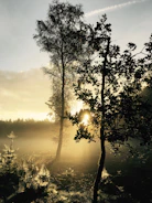 A misty forest scene with sunlight filtering through tall trees.
