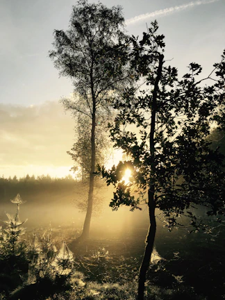 A wide shot of a misty forest at dawn with light filtering through the trees.