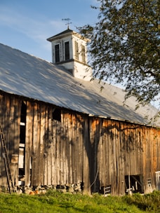 A rustic wooden barn with a weathered exterior is bathed in warm sunlight. It features a weather vane on top of a white cupola that stands out against the blue sky. A ladder leans against the barn, and a large tree casts its shadow on the building.