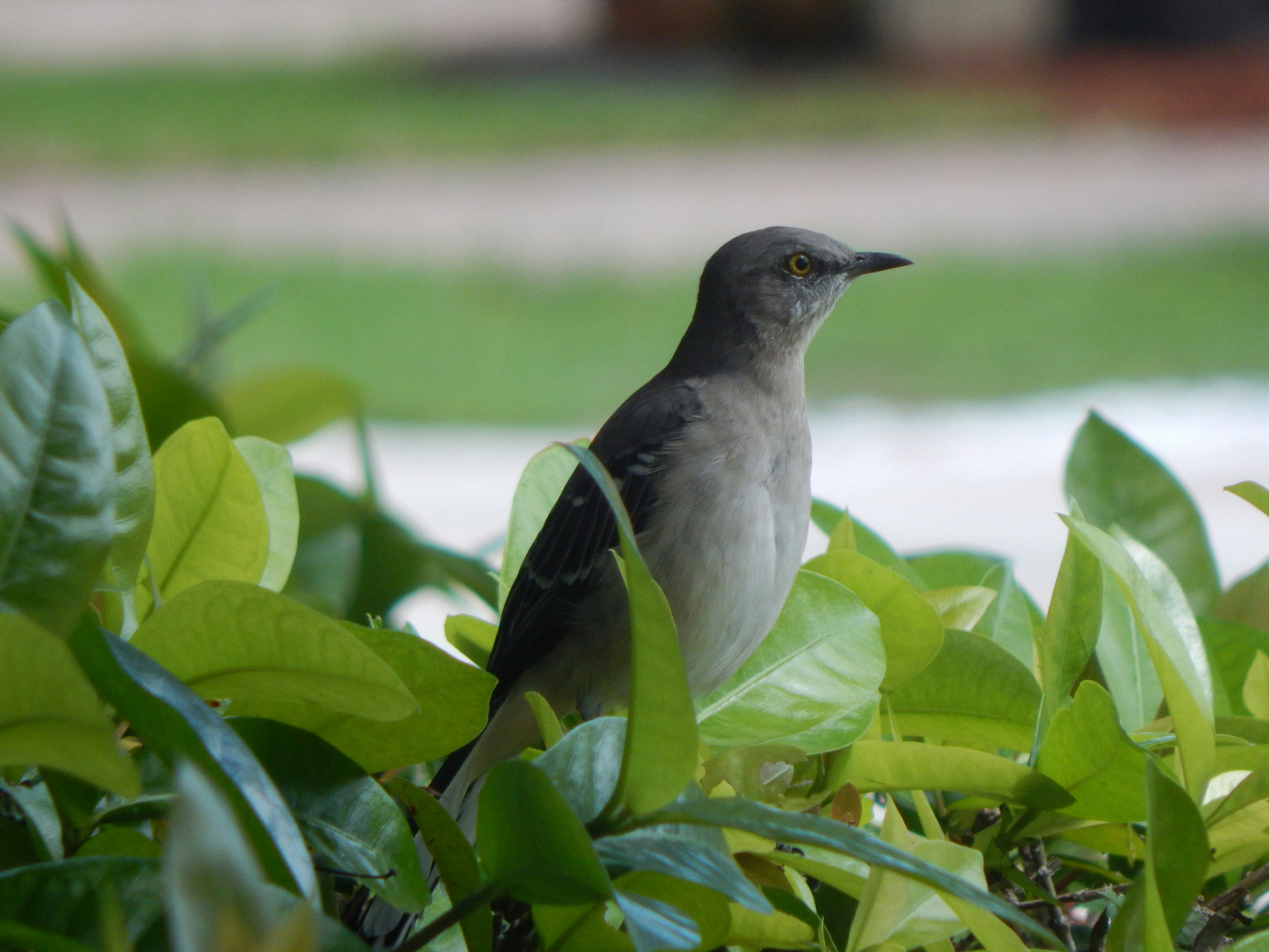 Free Unsplash photo from Aj Simpson