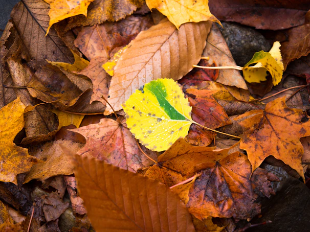 Hands-on science experiment involving colorful fall leaves and natural materials in a warm classroom.