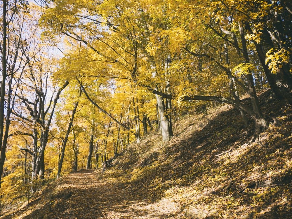 sentiero circondato da alberi