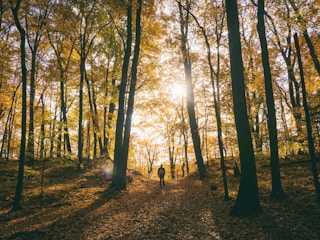 silhouette of man standing between trees facing sunlight