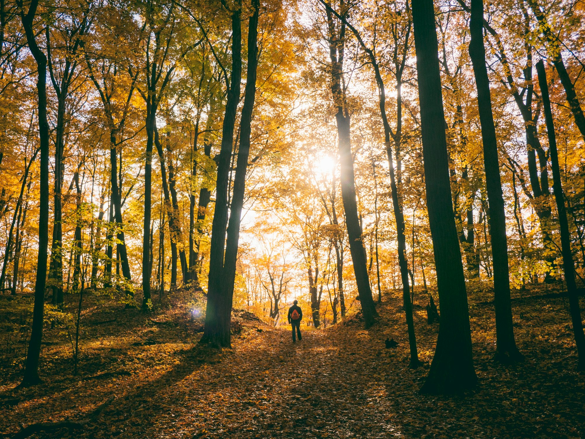 silhouette of man standing between trees facing sunlight