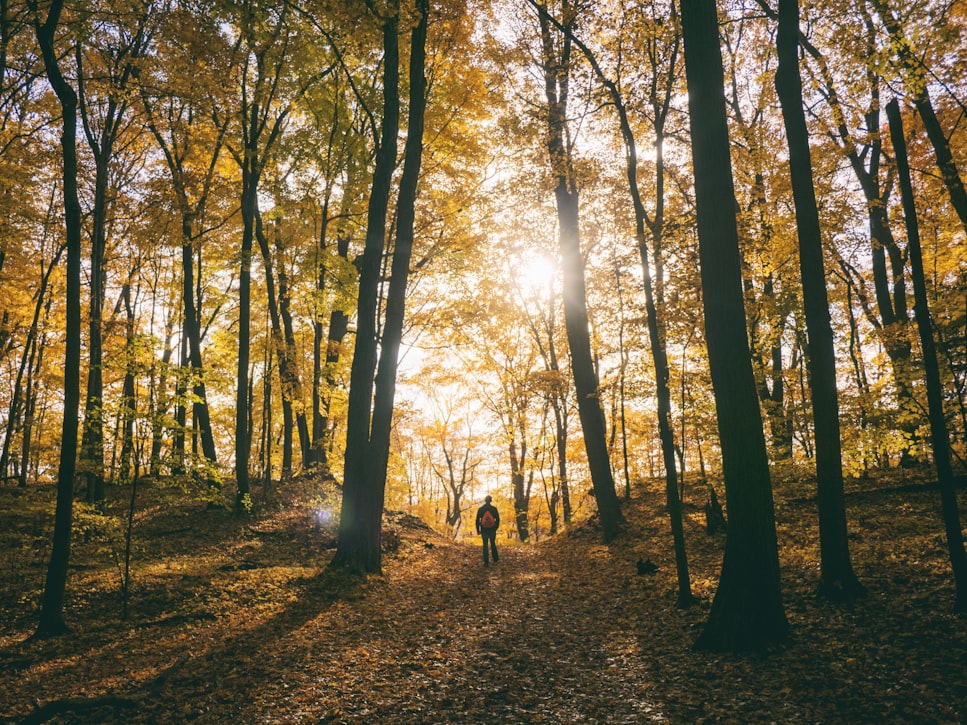 https://unsplash.com/photos/G_1V58E0TyM