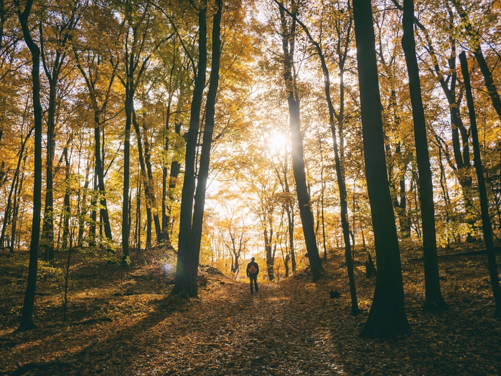 silhouette of man standing between trees facing sunlight