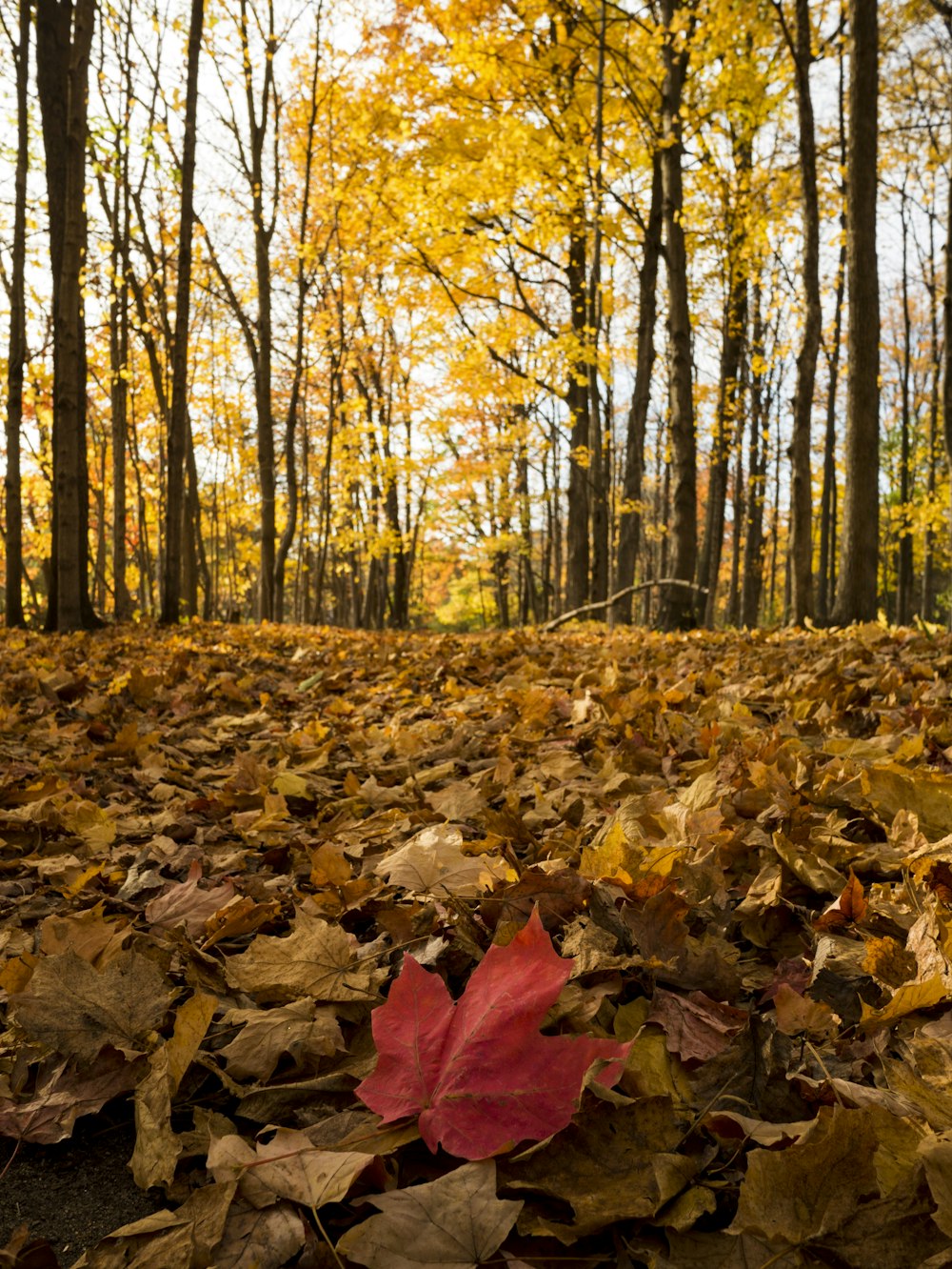 maple tree