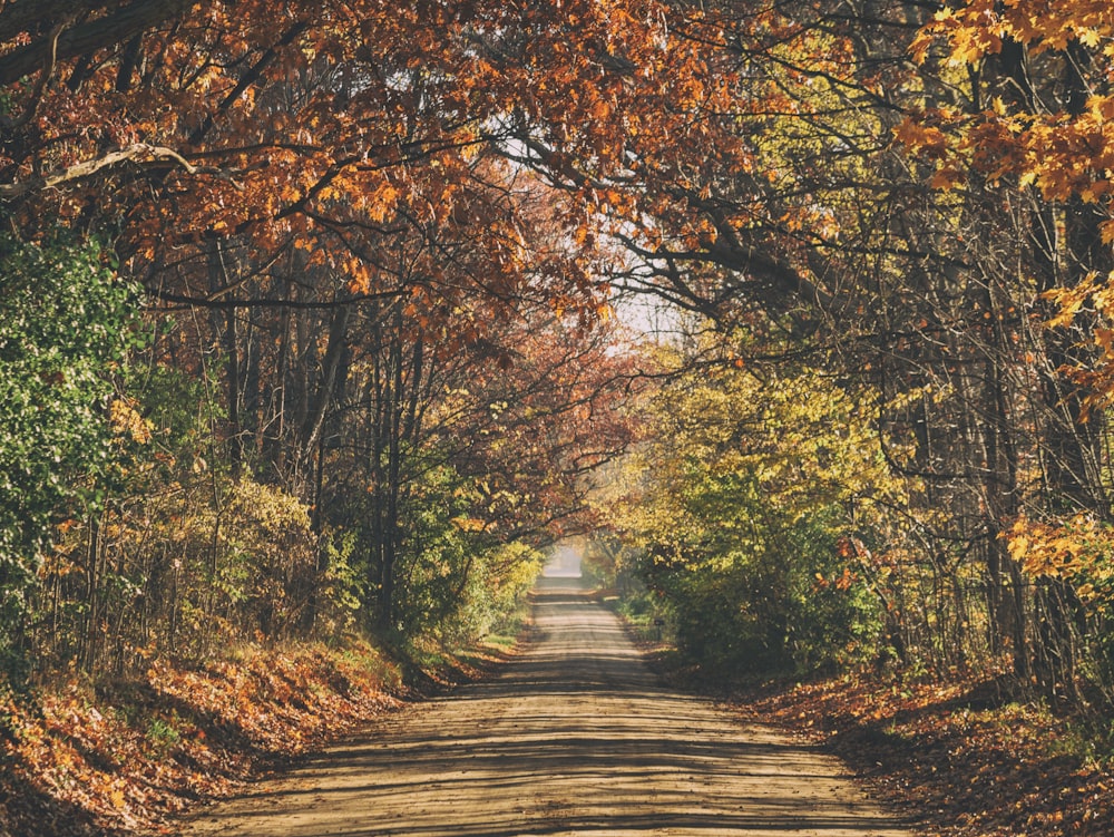 arbres à feuilles brunes pendant la journée